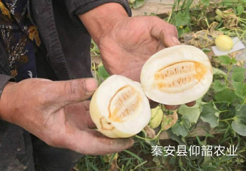 秦安县白脆瓜开始上市，一件5斤左右，125元包邮