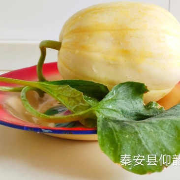 秦安县白脆瓜开始上市，一件5斤左右，125元包邮
