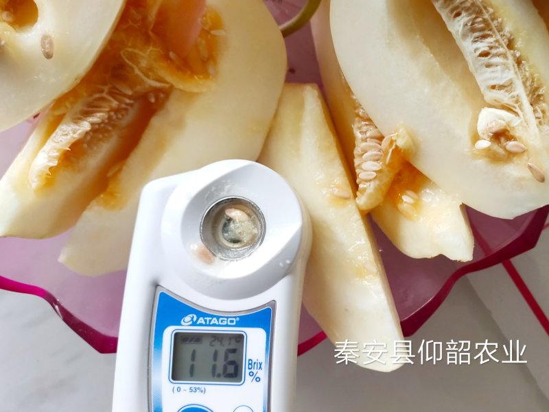 秦安县白脆瓜开始上市，一件5斤左右，125元包邮
