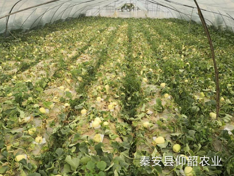 秦安县白脆瓜开始上市，一件5斤左右，125元包邮