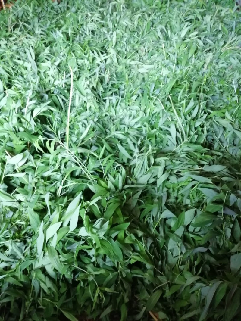 黄精种苗多花姜形甜黄精〈超药典标准〉