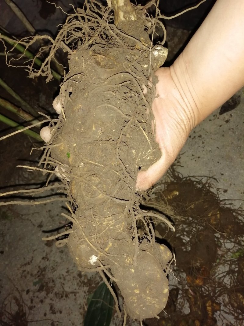 黄精种苗多花姜形甜黄精〈超药典标准〉