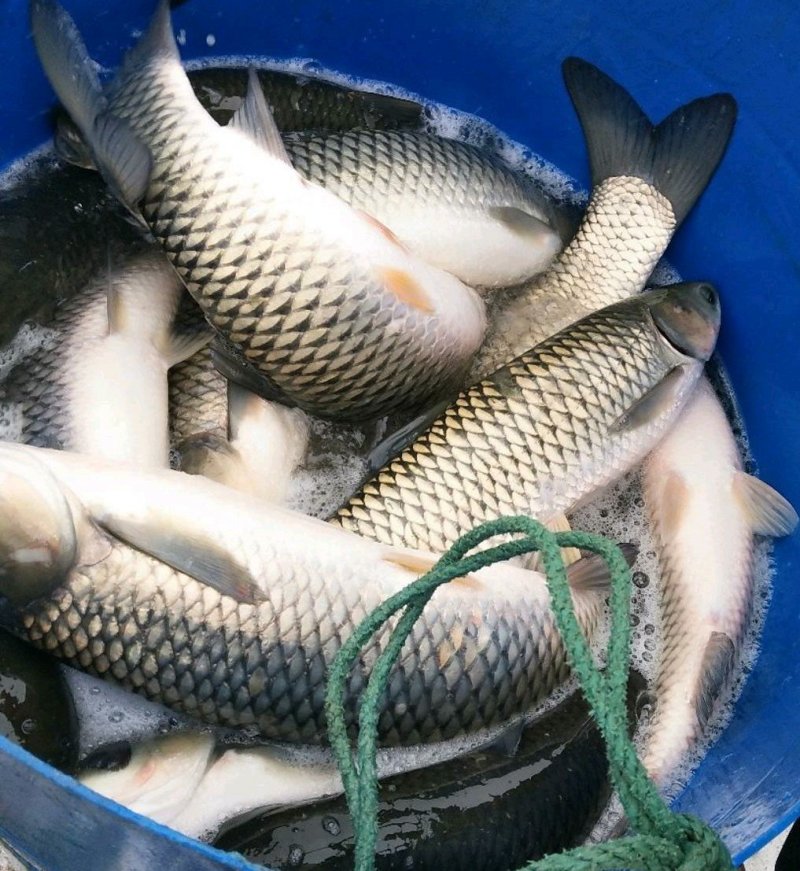 草鱼耐运输毛光滑条形好日供10万斤