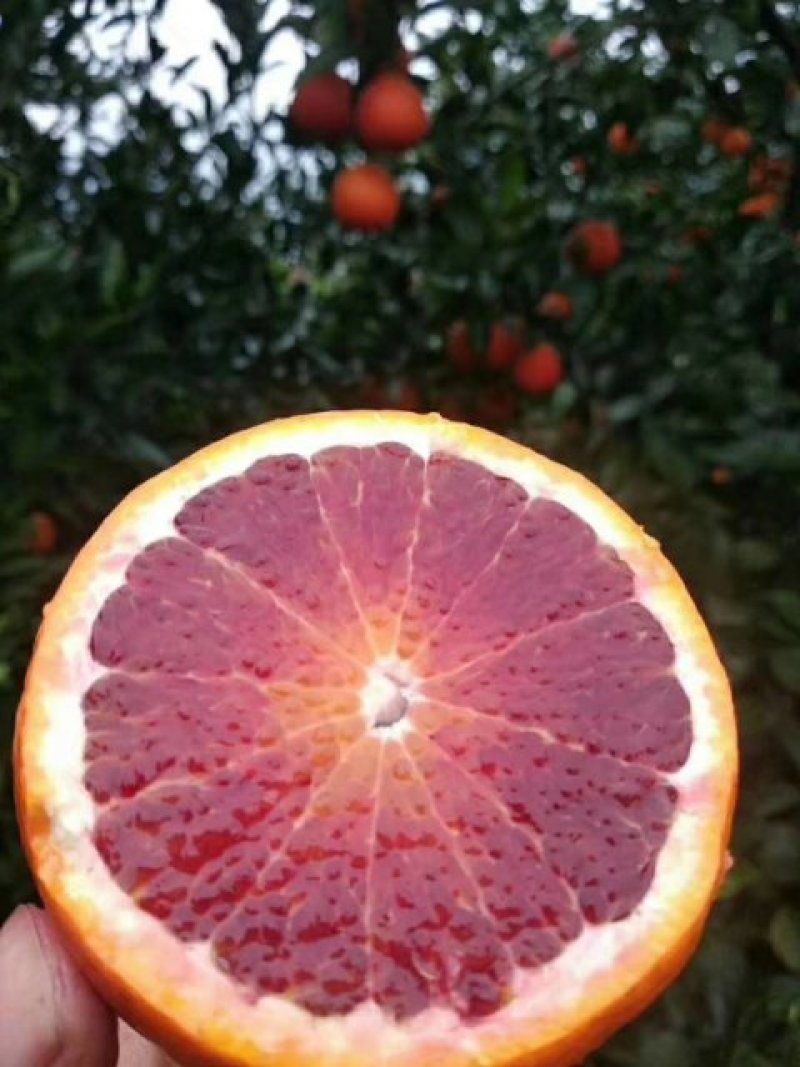 柠檬，血橙
