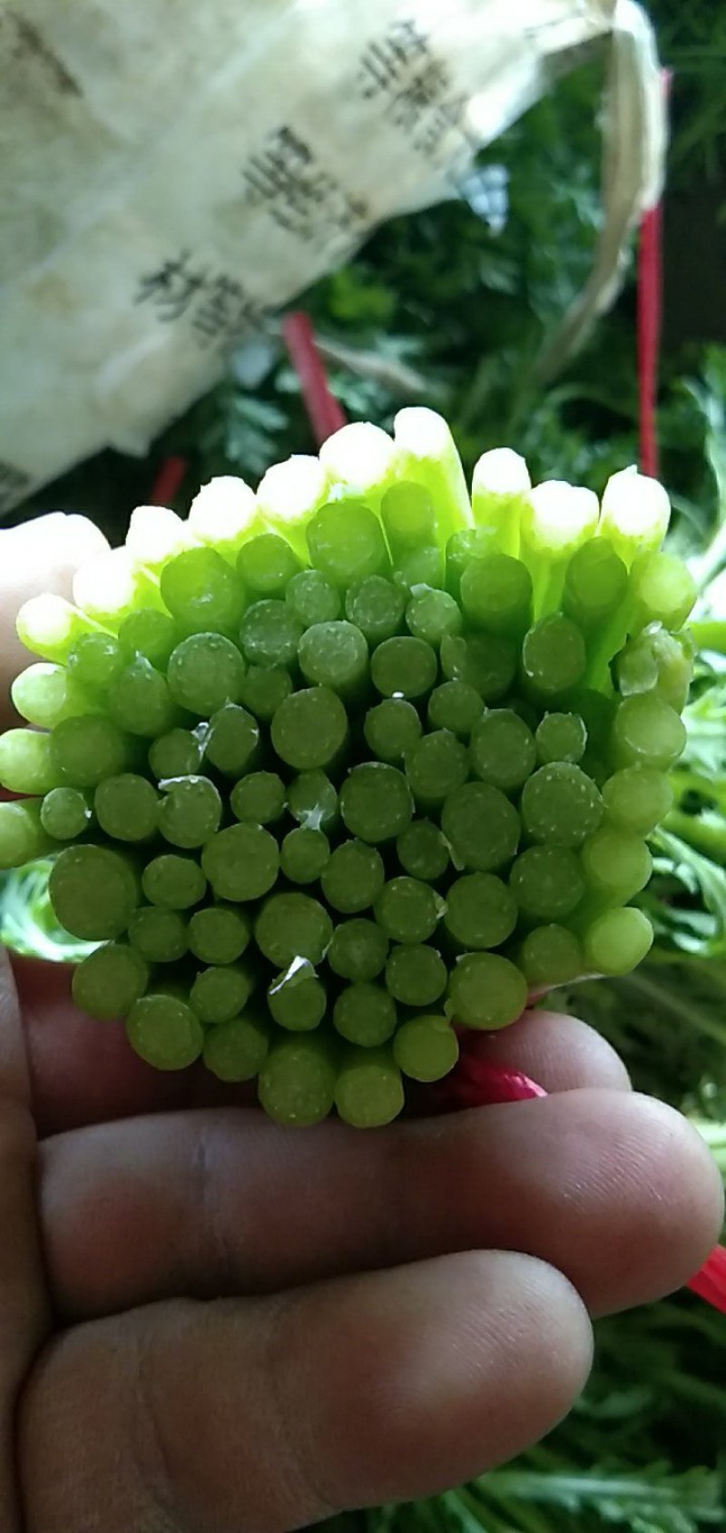 茼蒿需要的包装都有