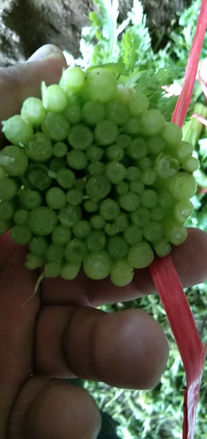 茼蒿需要的包装都有