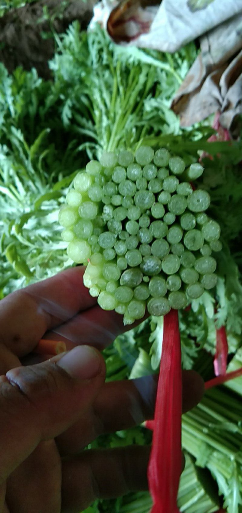 茼蒿需要的包装都有