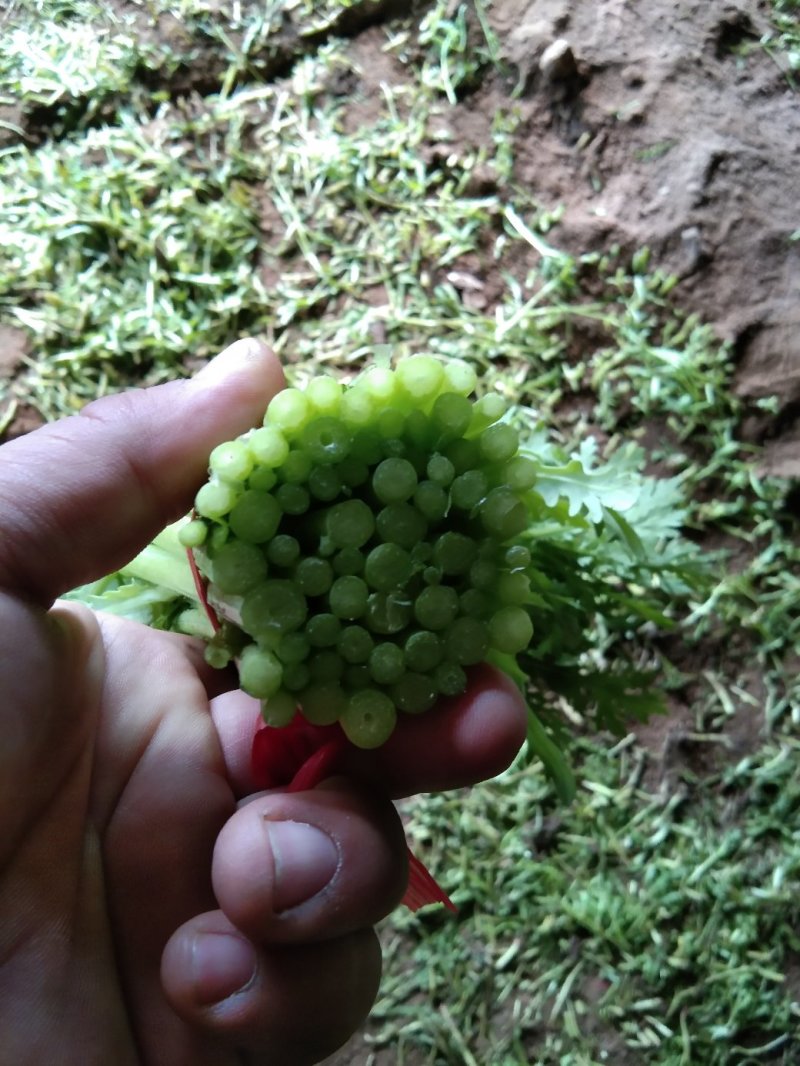 茼蒿需要的包装都有