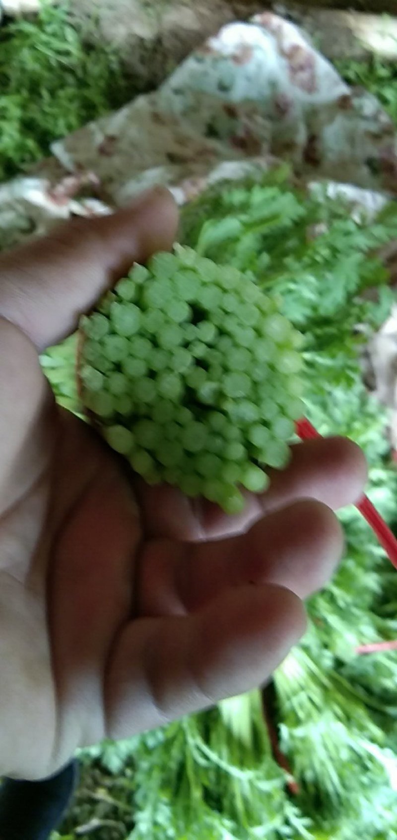 茼蒿需要的包装都有