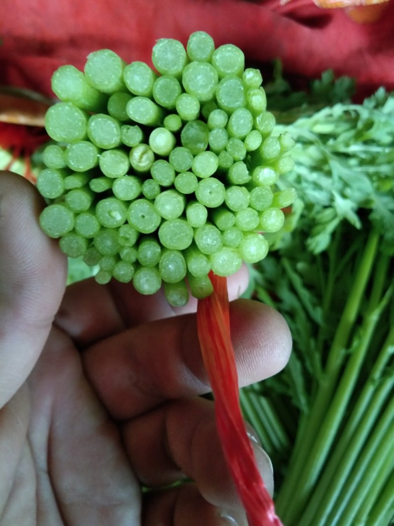 茼蒿需要的包装都有