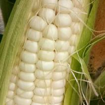 新鲜玉米，万糯2000带壳，白粒，规格7两到1.5斤