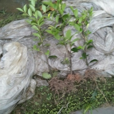 茶梅