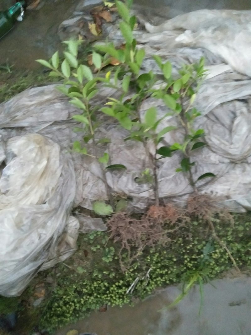 茶梅