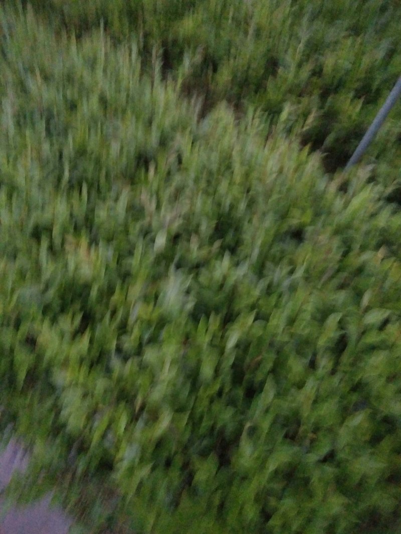 茶梅