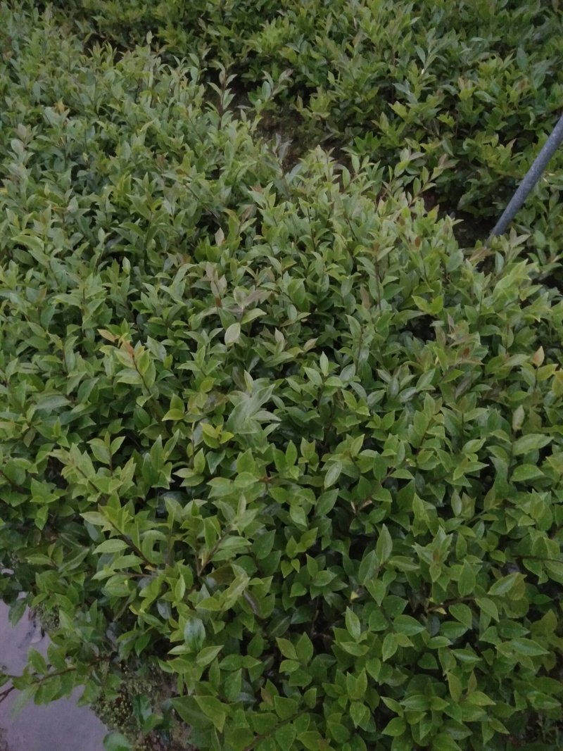 茶梅