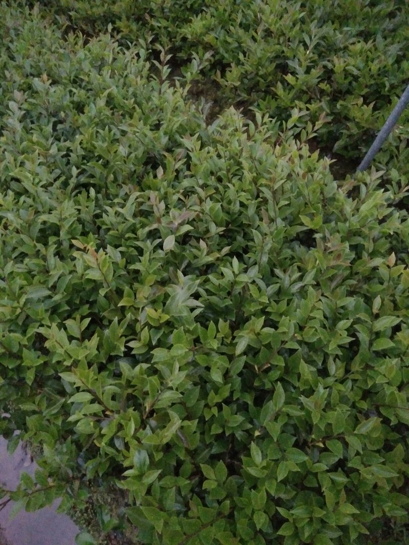 茶梅