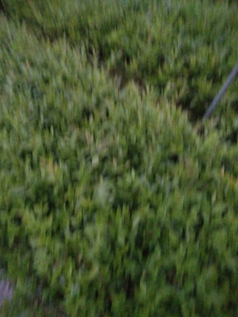 茶梅