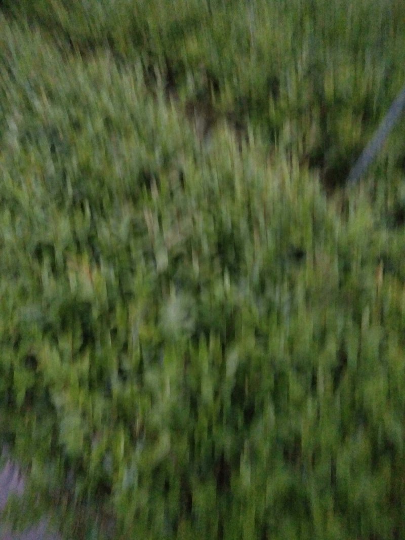 茶梅