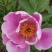 精品芍药芽头5到40个芽头