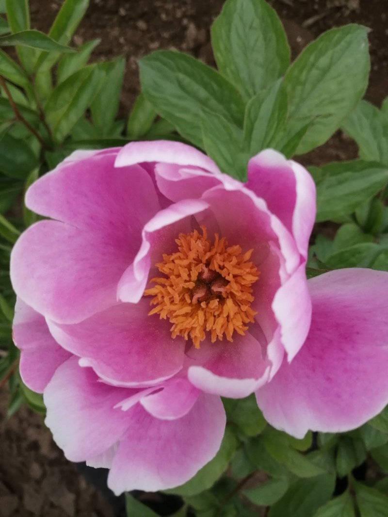 精品芍药芽头5到40个芽头