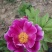 精品芍药芽头5到40个芽头