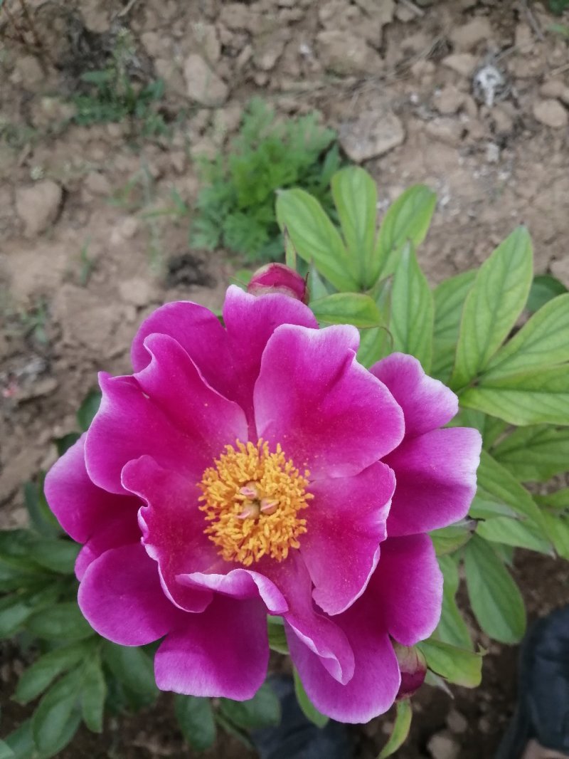 精品芍药芽头5到40个芽头