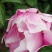 精品芍药芽头5到40个芽头