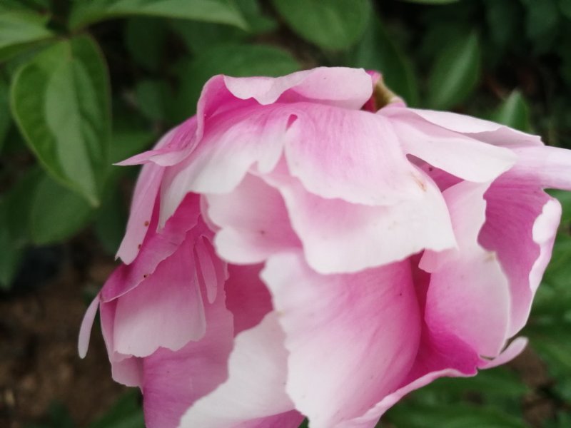 精品芍药芽头5到40个芽头