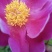 精品芍药芽头5到40个芽头