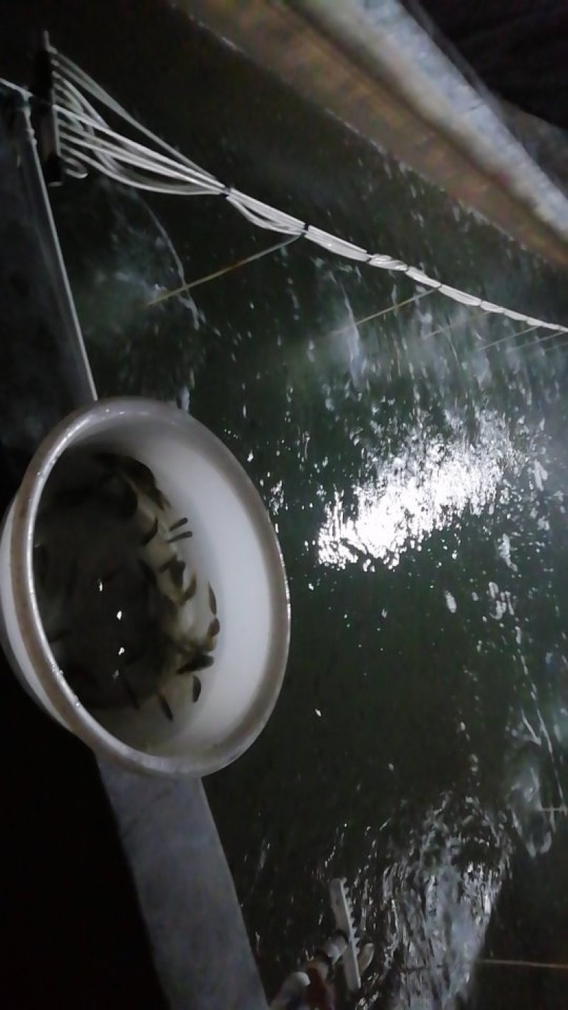 黄翅鱼。黄金鲷。鱼苗