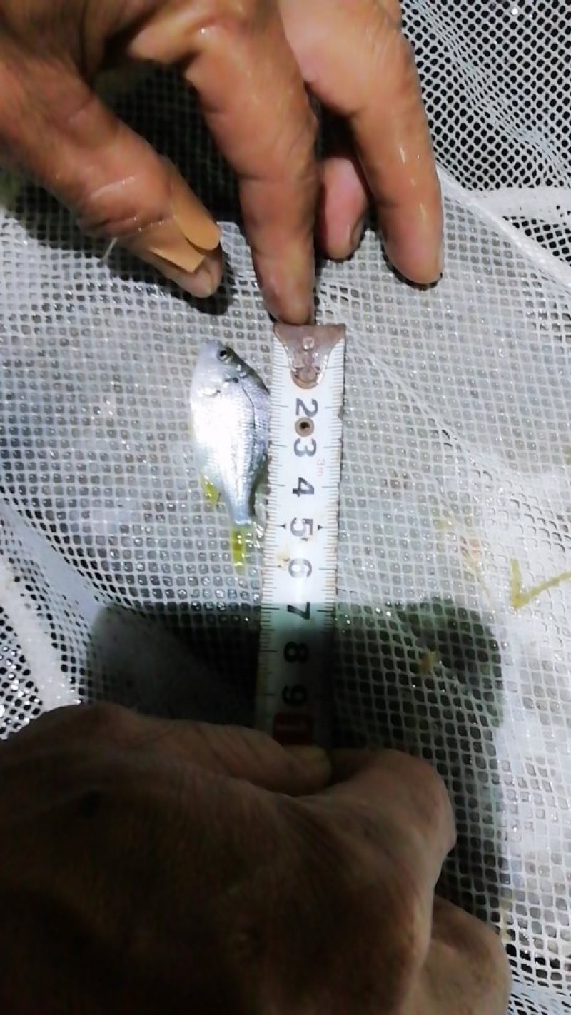 黄翅鱼。黄金鲷。鱼苗
