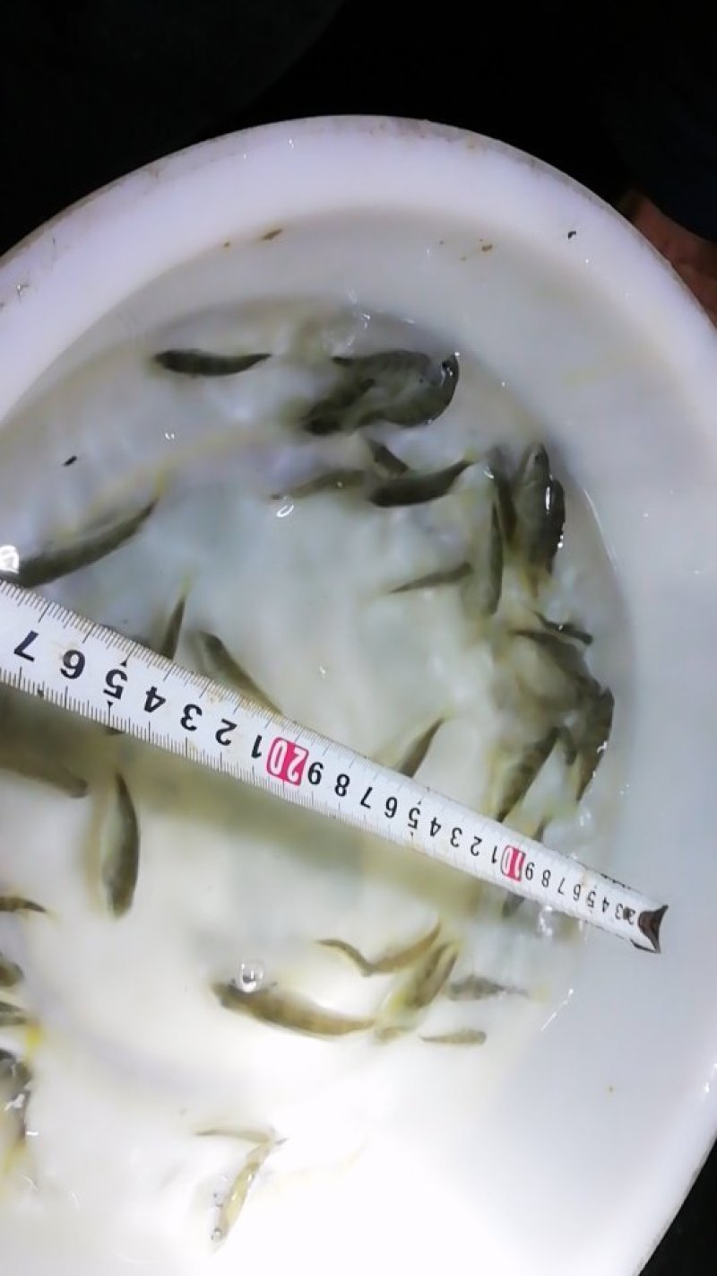 黄翅鱼。黄金鲷。鱼苗