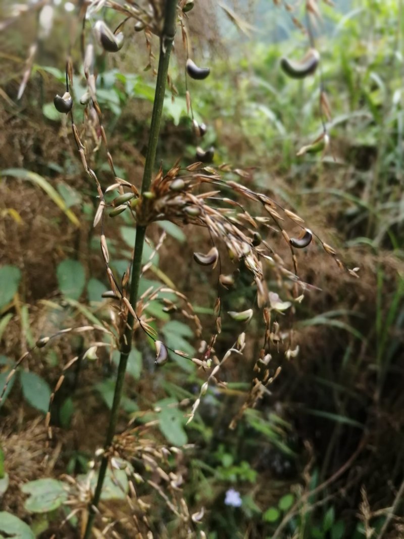 野生刺竹竹米