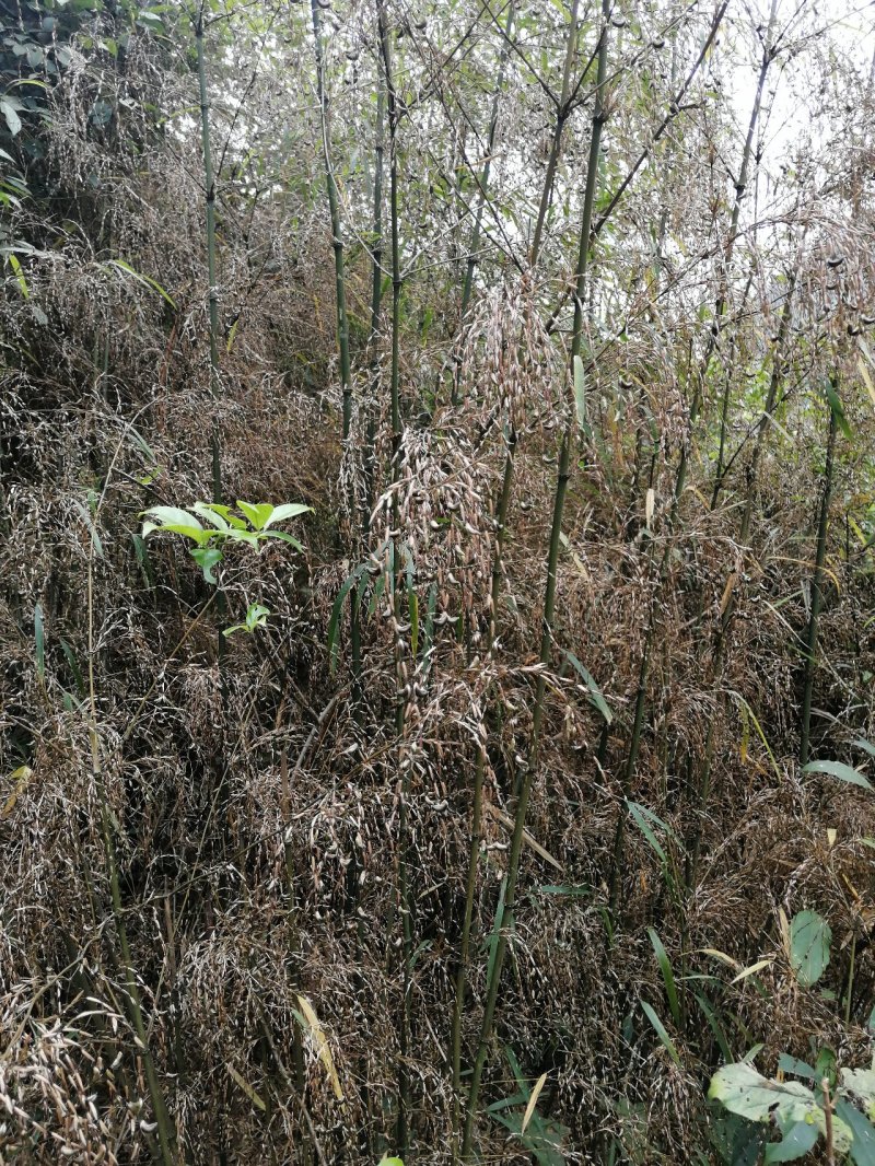 野生刺竹竹米