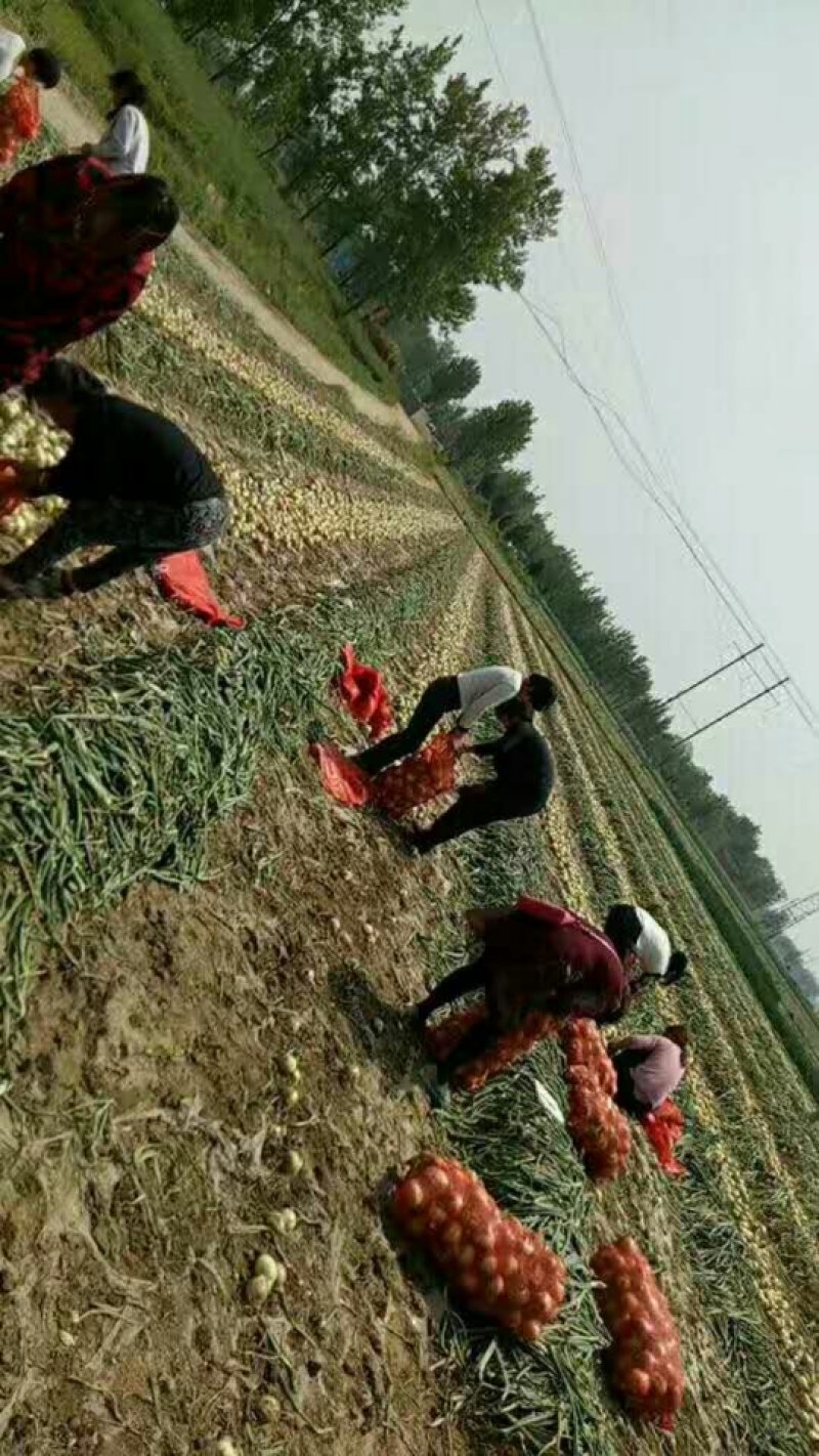 万亩红皮黄洋葱基地，8~12厘米己上市需要老板请联系。