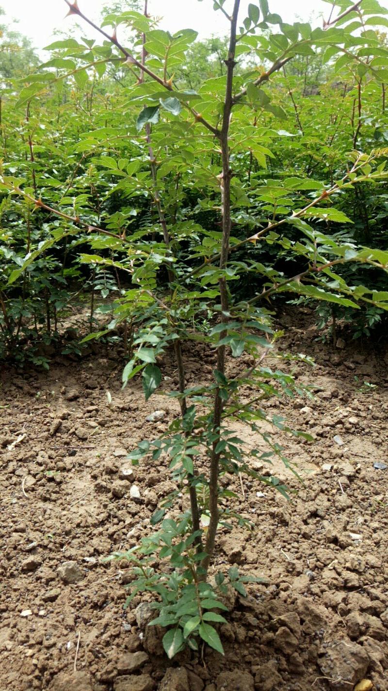 韩城大红袍狮子头花椒苗