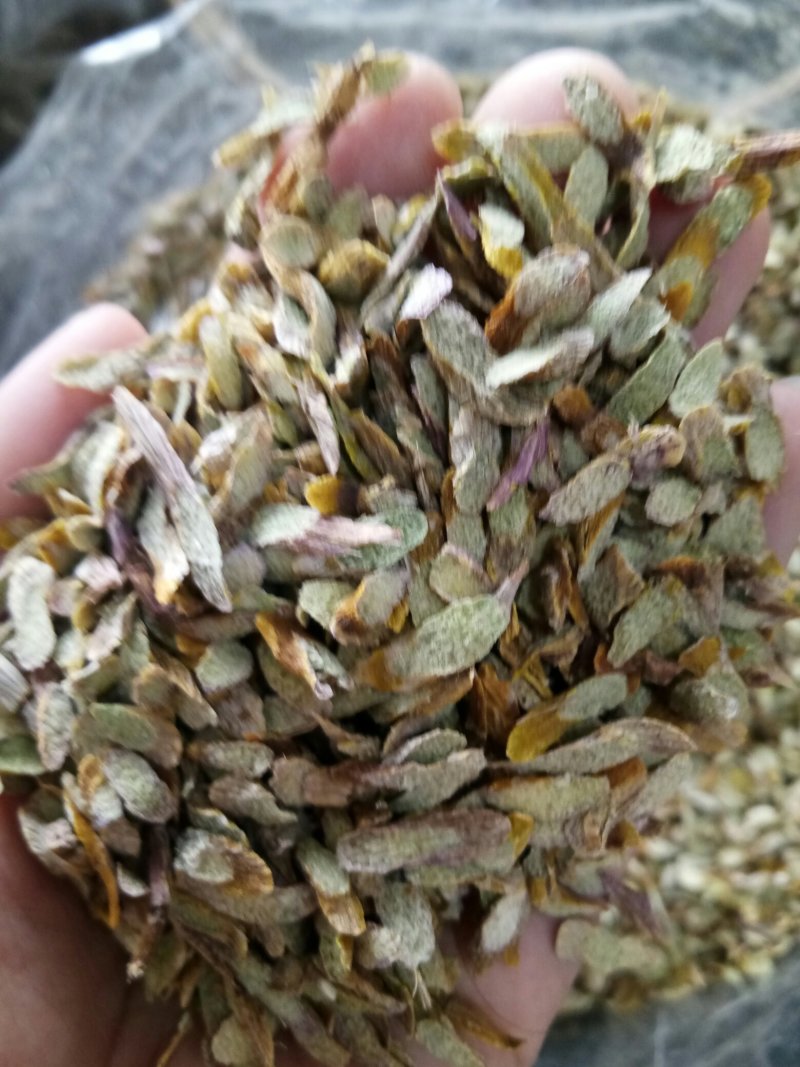 铁皮石斛片鲜干片胶质好无渣一斤起包邮免费打粉