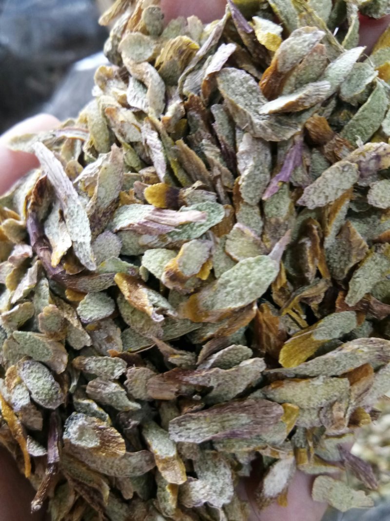 铁皮石斛片鲜干片胶质好无渣一斤起包邮免费打粉