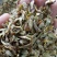 铁皮石斛片鲜干片胶质好无渣一斤起包邮免费打粉