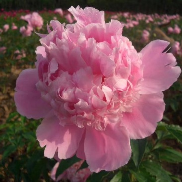 观赏芍药