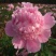 观赏芍药