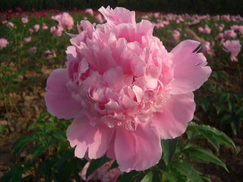 观赏芍药