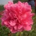 观赏芍药