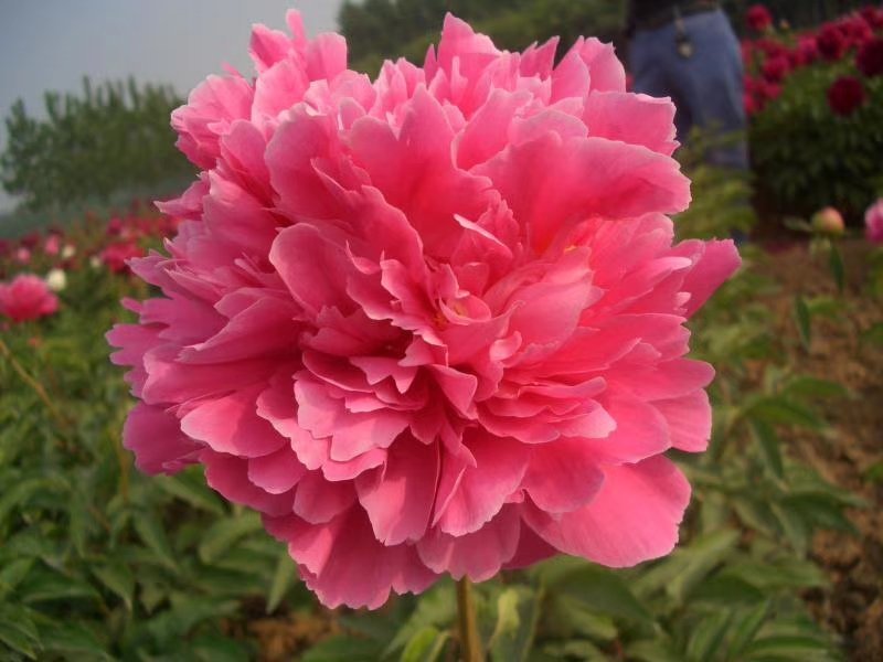 观赏芍药