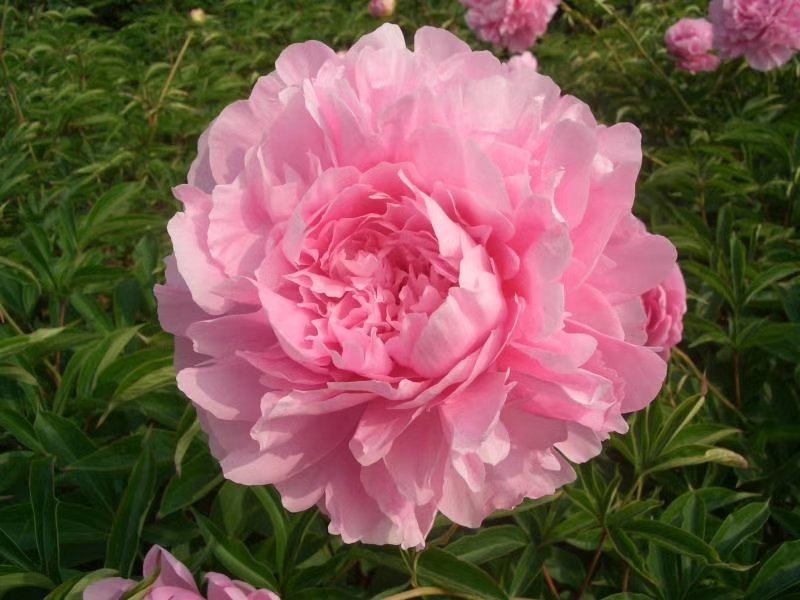 观赏芍药