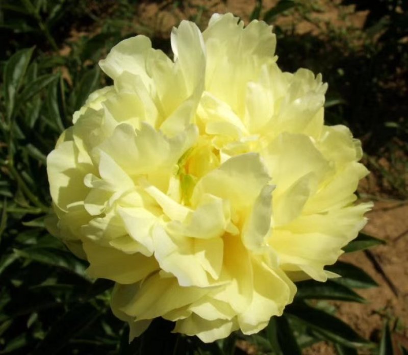 观赏芍药