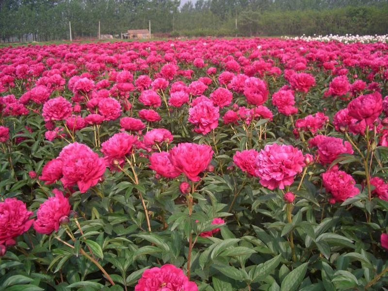 观赏芍药
