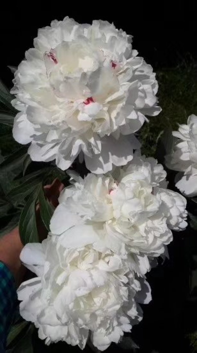 观赏芍药