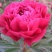 观赏芍药