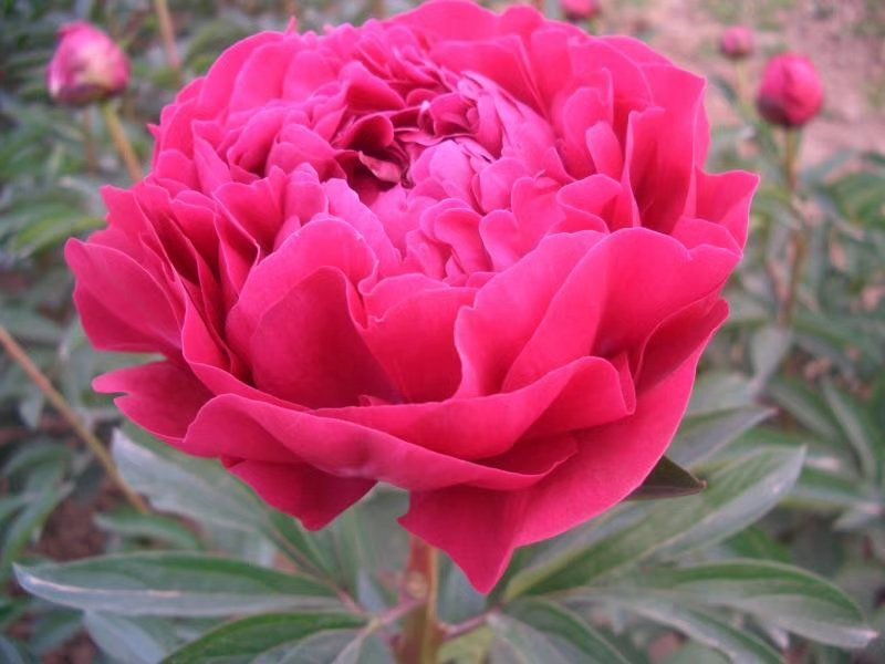 观赏芍药